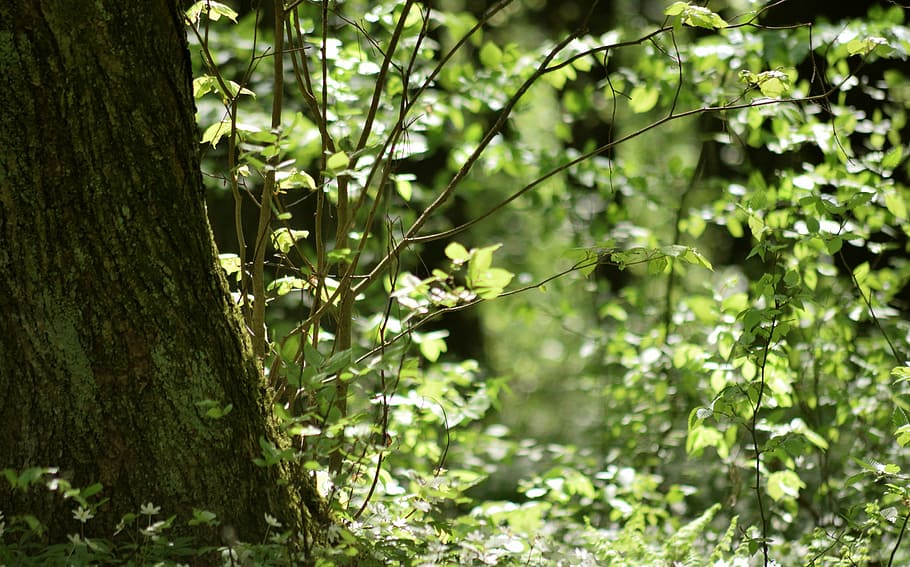 forest, spring, green, tree, foliage, plant, growth, nature, green color, leaf, plant part, focus on foreground, no people, land, beauty in nature, day, tree trunk, trunk, branch, outdoors, sunlight, tranquility, close-up, 5K