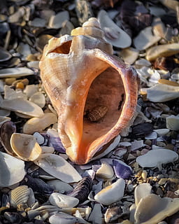 conchiglia, mollusco, mitilo, natura, rotto, sabbia, spiaggia, struttura, frutti di mare, nessuno, avvicinamento, giorno, all'aperto, guscio di animale, terra, cibo, cibo e bevande, fauna selvatica, animale, natura morta, freschezza, concentrarsi sulle conoscenze acquisite, abbondanza, vista dall'alto, grande gruppo di oggetti, ciottolo, 1080P, CC0, dominio pubblico, privo di copyright