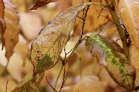 autunno, foglia, Marrone, verde, giallo, sta morendo, caduta, morto, avvicinamento, pianta, concentrarsi sulle conoscenze acquisite, parte vegetale, natura, giorno, nessuno, albero, crescita, all'aperto, asciutto, messa a fuoco selettiva, ramo, cibo, cibo e bevande, le foglie, colore verde, stelo vegetale, secco, 1080P, CC0, dominio pubblico, privo di copyright