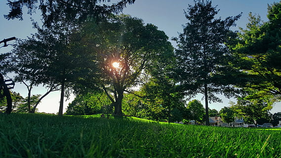 alberi, campo d'erba, verde, albero, erba, piante, natura, paesaggio, case, luce del sole, Alba, tramonto, sole, nessuno, Paesaggi, pianta, all'aperto, concentrarsi sulle conoscenze acquisite, scena tranquilla, cielo, crescita, bellezza nella natura, colore verde, la tranquillità, terra, campo, scenics - natura, riflesso lente, raggio di sole, giorno, 4K