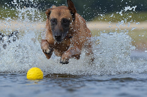 Malinois, bola, verano, refresco, saltar, agua, canino, perro, un animal, mascotas, nacional, mamífero, animales domesticos, animal, temas de animales, movimiento, salpicaduras, día, vertebrado, mojado, naturaleza, jugando, perdiguero, al aire libre, nadie, 4K, CC0, dominio público, libre de derechos