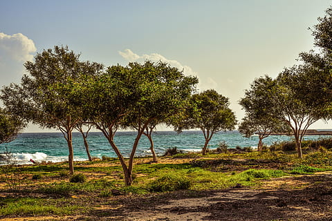 vesakko, metsä, Puut, metsäaukio, meri, luonto, Makronisoksen, ayia napa, Kypros, maisema, puu, maatalous, ei ihmisiä, ulkona, päivä, vesi, scenics, kastelulaitteet, kasvi, taivas, maa, tyyneys, kauneus luonnossa, maisemat - luonto, rauhallinen kohtaus, kasvu, ranta, vihreä väri, ruoho, auringonvalo, 5K, CC0, public domain, rojaltivapaa