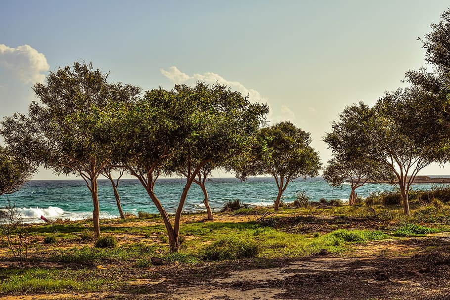 coppice, copseig, bosc, arbres, clar, mar, naturalesa, makronissos, ayia napa, Xipre, paisatge, arbre, agricultura, cap gent, a l'aire lliure, dia, aigua, escenics, equips de reg, planta, cel, terra, tranquil·litat, bellesa a la natura, escenics - natura, escena tranquil·la, creixement, platja, color verd, herba, llum solar, 5K