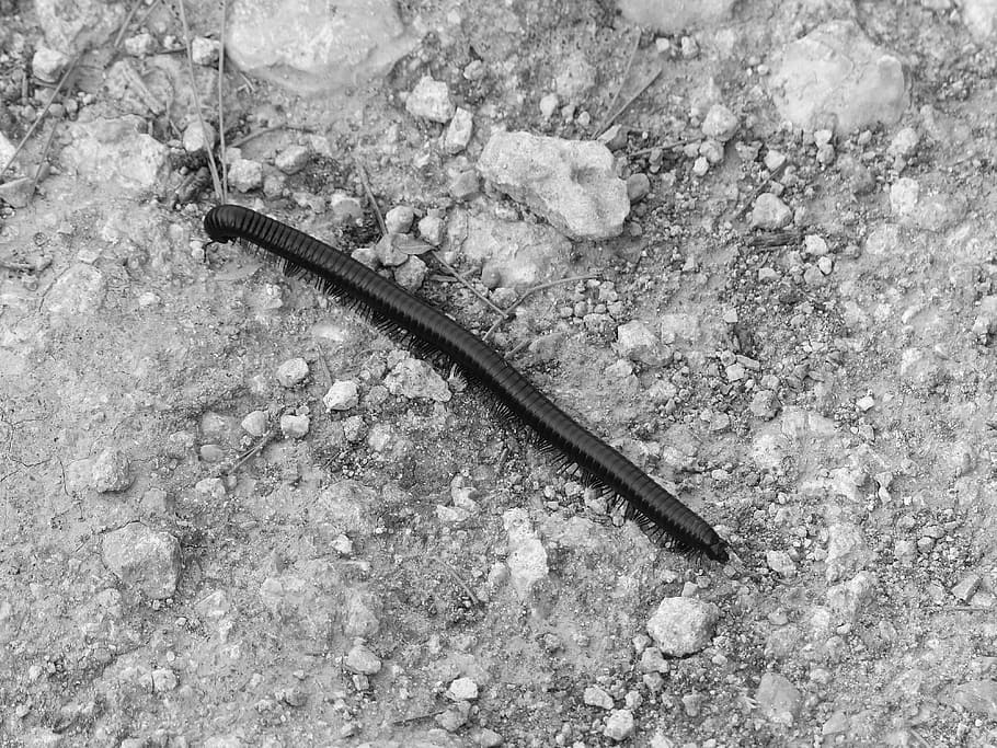 milpeus, eruga, sòl, animal, fauna animal, temes d'animals, un animal, vista d’angle alt, animals a la natura, cap gent, dia, naturalesa, invertebrat, a l'aire lliure, primer pla, camp, vertebrats, terra, sòlid, insecte, rock, metall, rock - object, concret, 4K