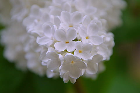 primer pla, fotografia, blanc, flors aubrieta, òrgan, primavera, florir, floració de primavera, buddleja davidii, flor blanca, flors, flor, naturalesa, jardí, flor de primavera, lila salvatge, aroma, centrar-se en primer pla, cap gent, pètal, dia, planta, fragilitat, bellesa a la natura, planta amb flors, frescor, inflorescència, vulnerabilitat, cap de flor, Color blanc, creixement, a l'aire lliure, botànica, porpra, Ram de flors, suavitat, 2K, CC0, domini públic, lliure de regalies