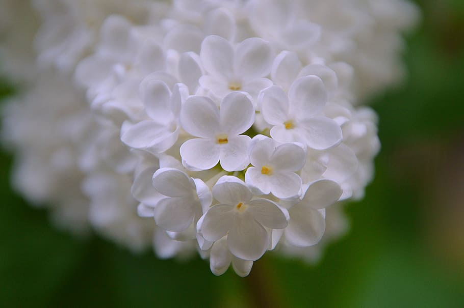 primer pla, fotografia, blanc, flors aubrieta, òrgan, primavera, florir, floració de primavera, buddleja davidii, flor blanca, flors, flor, naturalesa, jardí, flor de primavera, lila salvatge, aroma, centrar-se en primer pla, cap gent, pètal, dia, planta, fragilitat, bellesa a la natura, planta amb flors, frescor, inflorescència, vulnerabilitat, cap de flor, Color blanc, creixement, a l'aire lliure, botànica, porpra, Ram de flors, suavitat, 2K