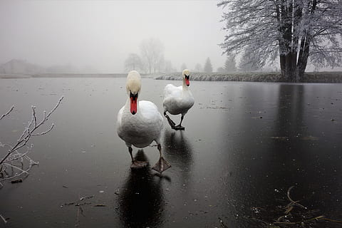 reflection, waters, lake, puddle, river, water, vertebrate, animal themes, bird, animals in the wild, animal, animal wildlife, swan, group of animals, tree, fog, nature, day, no people, water bird, bare tree, cygnet, 5K, CC0, public domain, royalty free