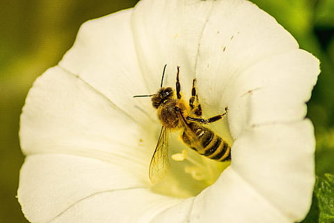 abeja, flor, insecto, cerrar, comida, polen, floración, invertebrado, fauna animal, temas de animales, animal, animales en la naturaleza, un animal, de cerca, belleza en la naturaleza, arácnido, naturaleza, amarillo, nadie, día, pétalo, planta, araña, artrópodo, polinización, cabeza de flor, 5K, CC0, dominio público, libre de derechos
