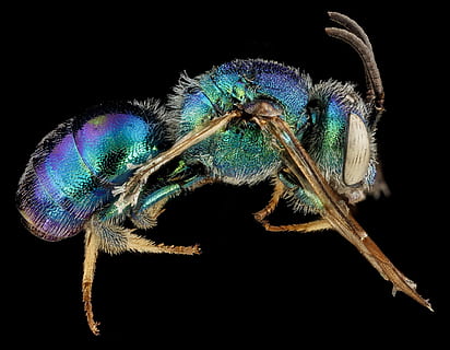 grøn, blå, flyve, illustration, insekt, bi, makro, monteret, tæt på, southeaster bi, dyreliv, natur, øje, antenner, USGS, augochloropsis anonyma, sved bi, ben, farverig, dyre temaer, et dyr, dyr, sort baggrund, hvirvelløse, studio skud, dyr i naturen, ingen mennesker, indendørs, dyr kropsdel, zoologi, dyrefløj, leddyr, grøn farve, dyr øje, dyr ben, dyr hoved, 2K, CC0, offentligt domæne, royaltyfrie