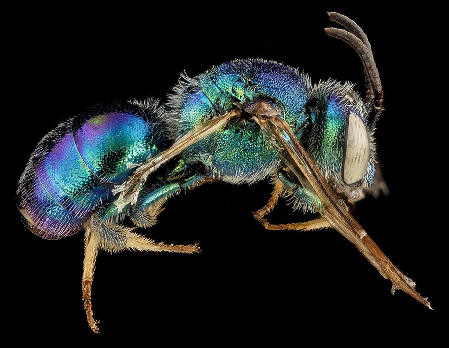 verd, blau, volar, il·lustració, insecte, abella, macro, muntat, primer pla, abella del sud-est, vida salvatge, naturalesa, error, ull, antenes, usgs, augochloropsis anonyma, cames, colorit, temes d'animals, un animal, animal, fons negre, fauna animal, invertebrat, tir de l'estudi, animals a la natura, cap gent, a l'interior, part del cos dels animals, zoologia, ala dels animals, artròpode, color verd, ull d’animals, cames d’animal, cap d’animals, 2K