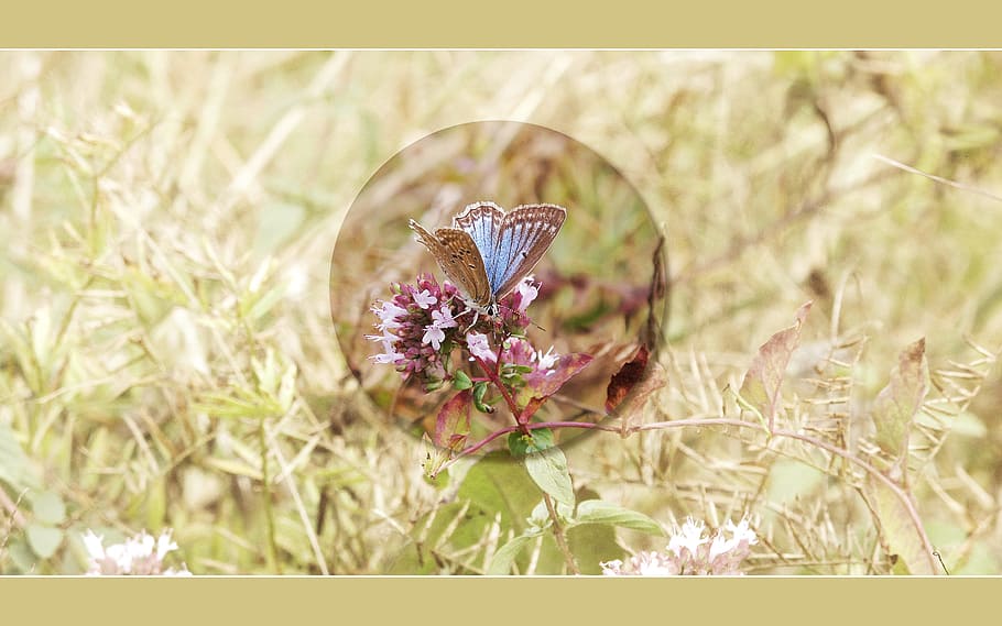 papallona, fons, pantalla, blau, orenga, prada, flor, planta, planta amb flors, bellesa a la natura, frescor, creixement, naturalesa, fragilitat, vulnerabilitat, primer pla, centrar-se en primer pla, temes d'animals, dia, pètal, a l'aire lliure, fauna animal, cap gent, cap de flor, enfocament selectiu, ala dels animals, papallona - insecte, primavera, porpra, 2K