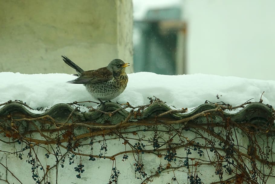 fugl, fieldfare, natur, vinter, dyr verden, dyre temaer, dyr, dyreliv, dyr i naturen, hvirveldyr, sne, kold temperatur, et dyr, perching, dag, fokus på forgrunden, ingen mennesker, spurv, træ, skønhed i naturen, udendørs, sner, 5K