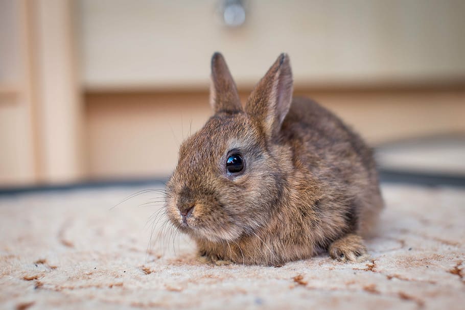 Marrone, nero, coniglio, pavimento, coniglietto nano, lepre, piccola lepre, nager, coniglio nano, a lungo, animale domestico, carina, dolce, pelliccia, un animale, in casa, temi animali, avvicinamento, animali domestici, giorno, nessuno, mammifero, animale, domestico, coniglio - animale, fauna selvatica, roditore, messa a fuoco selettiva, concentrarsi sulle conoscenze acquisite, vertebrato, rilassamento, mangiare, baffo, 4K