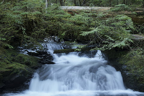 verde, piante a foglia, superiore, cascata, cascate, albero, foresta, ruscello, spruzzo, natura, fiume, acqua, alberello, torrente, foglia, tronco, legna, bosco, pianta, bellezza nella natura, scenics - natura, acqua corrente, terra, movimento, roccia, roccia - oggetto, lunga esposizione, nessuno, solido, crescita, ambiente, fluente, all'aperto, flusso - acqua che scorre, foresta pluviale, 5K, CC0, dominio pubblico, privo di copyright