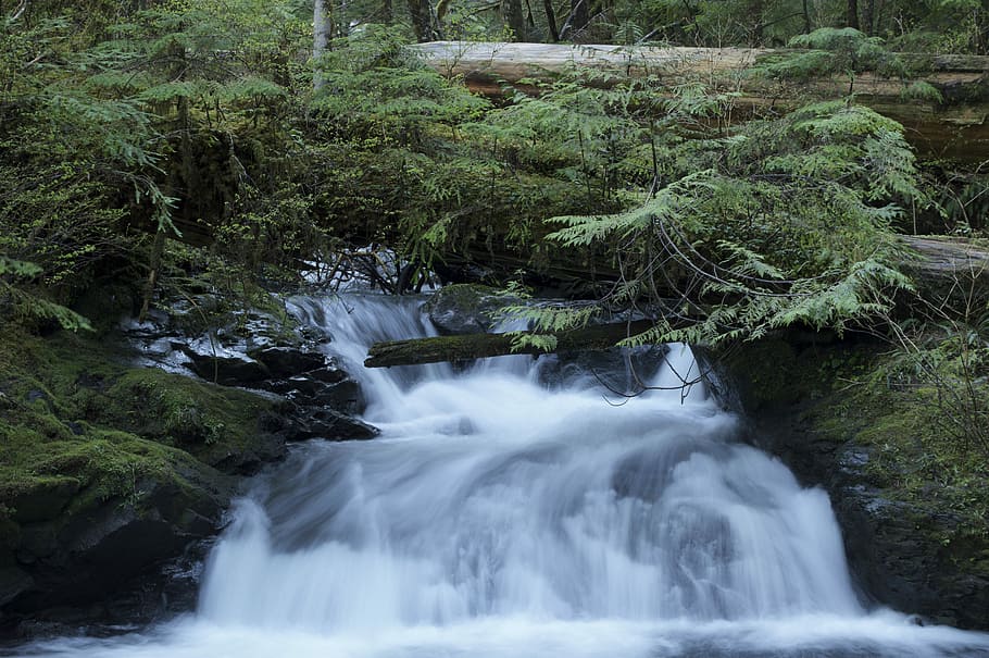 verde, piante a foglia, superiore, cascata, cascate, albero, foresta, ruscello, spruzzo, natura, fiume, acqua, alberello, torrente, foglia, tronco, legna, bosco, pianta, bellezza nella natura, scenics - natura, acqua corrente, terra, movimento, roccia, roccia - oggetto, lunga esposizione, nessuno, solido, crescita, ambiente, fluente, all'aperto, flusso - acqua che scorre, foresta pluviale, 5K