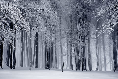 sneede træer foto, vinter, sne, vinterlige, kold, snedækket, vinter buske, hvid, træ, Skov, natur, rau, vinter skov, landskab, kold temperatur, plante, jord, skønhed i naturen, ro, rolig scene, miljø, bagagerum, træstamme, ingen mennesker, ikke-urbane scene, scenics - natur, udendørs, sner, 2K, CC0, offentligt domæne, royaltyfrie