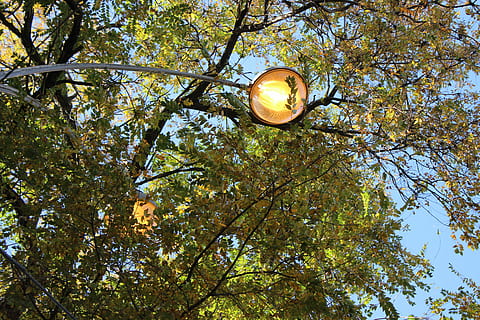 Bäume, Himmel, Laterne, Baum, Flachwinkelansicht, Pflanze, Ast, Lichtanlage, Wachstum, keine Leute, Natur, Gelb, Herbst, Strassenlicht, Tag, Schönheit in der Natur, Veränderung, draußen, Blatt, Pflanzenteil, grüne Farbe, Baumstamm, elektrische Lampe, Baumkrone, 5K, CC0, gemeinfrei, lizenzfrei