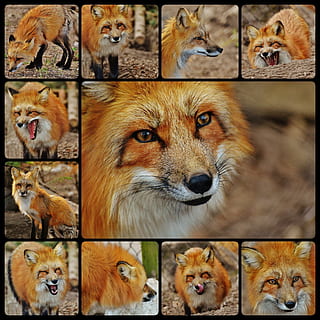 ภาพตัดปะภาพสุนัขจิ้งจอก, Fuchs, การจับแพะชนแกะ, นักล่า, สวย, สัตว์ป่า, Wildpark poing, กลุ่มสัตว์, สัตว์, ธีมสัตว์, เลี้ยงลูกด้วยนม, ไม่มีคน, ใกล้ชิด, ในประเทศ, มีกระดูกสันหลัง, สัตว์เลี้ยง, หมา, ภาพเหมือน, โอนพิมพ์, สุนัข, คอมโพสิตดิจิตอล, มองที่กล้อง, มุ่งเน้นไปที่เบื้องหน้า, สัตว์สามตัว, หัวสัตว์, ตระกูลสัตว์, 1080P, CC0, โดเมนสาธารณะ, ค่าลิขสิทธิ์ฟรี