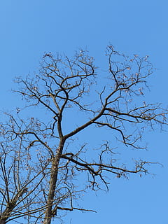arbre, estètic, branques, cel, blau, corona, cel clar, vista d’angle baix, planta, branca, arbre nu, naturalesa, cap gent, dia, tranquil·litat, bellesa a la natura, escenics - natura, a l'aire lliure, creixement, escena tranquil·la, vertebrats, nua, còpia espai, 4K, CC0, domini públic, lliure de regalies