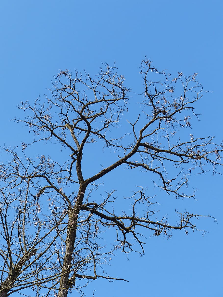 arbre, estètic, branques, cel, blau, corona, cel clar, vista d’angle baix, planta, branca, arbre nu, naturalesa, cap gent, dia, tranquil·litat, bellesa a la natura, escenics - natura, a l'aire lliure, creixement, escena tranquil·la, vertebrats, nua, còpia espai, 4K