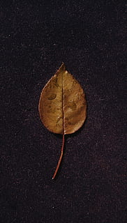 blad, bakke, duggdråper, regnfall, vann, våt, brunt blad, plante del, enkelt objekt, stilleben, ingen folk, nærbilde, høy vinkel visning, tørke, natur, bord, studio skudd, innendørs, mat og Drikke, endring, rett over, brun, mat, spise sunt, høst, friskhet, 1080P, CC0, offentlig domene, opphavsrett gratis