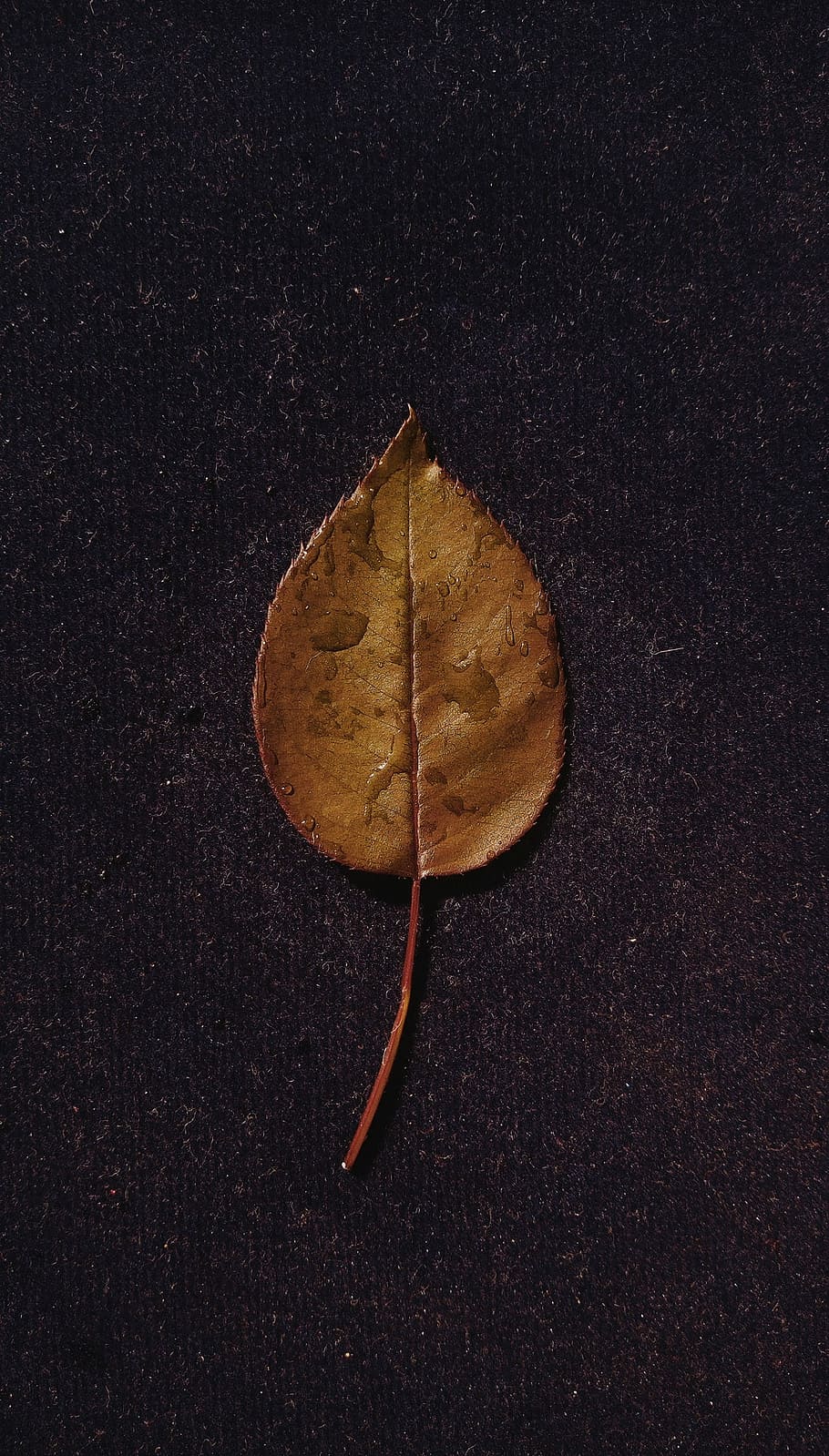 blad, bakke, duggdråper, regnfall, vann, våt, brunt blad, plante del, enkelt objekt, stilleben, ingen folk, nærbilde, høy vinkel visning, tørke, natur, bord, studio skudd, innendørs, mat og Drikke, endring, rett over, brun, mat, spise sunt, høst, friskhet, 1080P