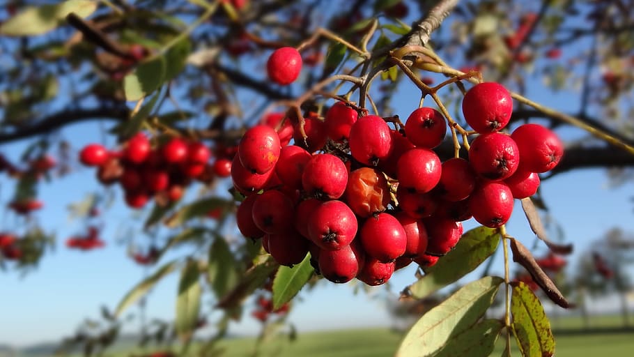 rowan, arbre, vermell, afruitat, menjar i beguda, menjar, alimentació saludable, fruita, centrar-se en primer pla, frescor, planta, primer pla, fruites de baies, creixement, cap gent, naturalesa, dia, rowanberry, benestar, branca, penjant, bellesa a la natura, a l'aire lliure, madur, 4K