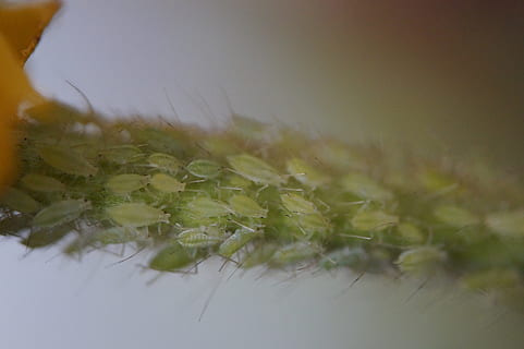 dăunători, lice, afide, paraziţi, ramură, infestare, păduchele, păduchii infestați, verde, masa, cantitativ, plantă, selectiv, creştere, natură, a închide, Culoarea verde, floare, frumusețe în natură, nici o persoana, zi, fragilitate, planta cu flori, vulnerabilitate, în aer liber, camp, liniște, iarbă, prospeţime, teren, frunze, moliciune, semințe de papadie, 5K, CC0, domeniu public, fără drepturi de autor