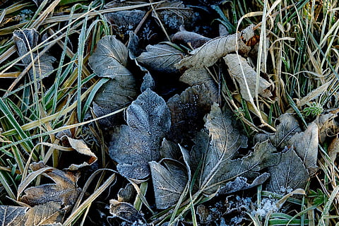 gelades, brisa, fulles, hivern, fred, madur, congelat, planta, naturalesa, creixement, camp, part de la planta, terra, cap gent, dia, vista d’angle alt, full, sec, bellesa a la natura, herba, primer pla, a l'aire lliure, color verd, tranquil·litat, arbre, llum solar, menjar i beguda, 5K, CC0, domini públic, lliure de regalies