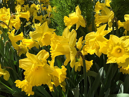 Daffodils, Spring, Flowers, spring, flowers, flower, yellow, daffodil, plant, petal, blossom, flowering plant, freshness, vulnerability, fragility, beauty in nature, growth, flower head, close-up, inflorescence, nature, vibrant color, field, day, botany, land, outdoors, no people, springtime, flowerbed, 2K, CC0, public domain, royalty free