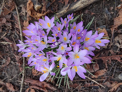 crocus, safrà, primavera, florir, flors, flor, porpra, planta amb flors, fragilitat, vulnerabilitat, frescor, bellesa a la natura, planta, pètal, primer pla, creixement, cap de flor, naturalesa, inflorescència, vista d’angle alt, camp, terra, dia, cap gent, full, iris, Ram de flors, 2K, CC0, domini públic, lliure de regalies
