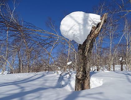 Wald, Schneeverwehung, Schneekappe, Baum, Birke, Schnee, Winter, kalt, Natur, Frost, Landschaft, Stumpf, kalte Temperatur, weiße Farbe, Pflanze, kahler Baum, Schönheit in der Natur, Tag, keine Leute, Himmel, wolke - himmel, Land, Szenen - Natur, Ruhe, Nicht-städtische Szene, Ast, Umgebung, draußen, schneebedeckter Berg, 2K, CC0, gemeinfrei, lizenzfrei