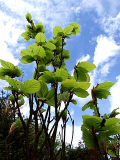 Beech, Green, Leaf, Nature, Foliage, green, leaf, plant, plants, tree, flora, garden, macro, closeup, beauty, growth, sky, green color, no people, day, flowering plant, flower, beauty in nature, low angle view, cloud - sky, freshness, plant part, vulnerability, fragility, close-up, petal, outdoors, flower head, 2K, CC0, public domain, royalty free