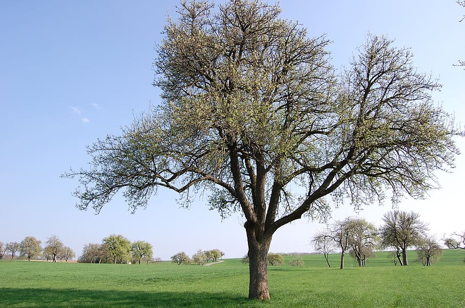 pera, arbre fruiter, naturalesa, arbres, arbre, paisatge, prat, horta, herba, dia, cap gent, flor, planta, cel, bellesa a la natura, camp, tranquil·litat, creixement, escenics - natura, terra, escena tranquil·la, medi ambient, escena no urbana, color verd, tronc de l'arbre, branca, a l'aire lliure, 1080P