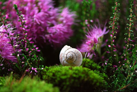 cerrar, fotografía, caracol de jardín, flores de racimo de pétalos, caracol, cáscara, molusco, caparazón de caracol, despacio, caracoles, naturaleza, animal, criatura, invertebrados, jardín, bosque, las flores, musgo, macro, púrpura, flor, un animal, nadie, fragilidad, planta, temas de animales, al aire libre, fauna animal, planta floreciendo, de cerca, invertebrado, gasterópodo, belleza en la naturaleza, crecimiento, caparazón de animal, enfoque selectivo, frescura, primavera, cama de flores, jardín ornamental, 4K, CC0, dominio público, libre de derechos