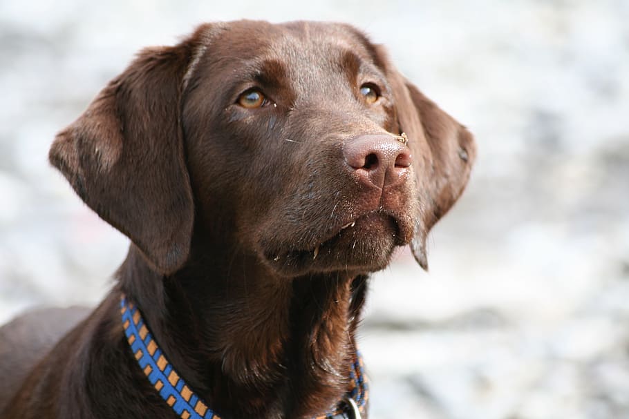 Makrofotografie, Erwachsene, braun, Hund, Labrador, Kopf, Porträt, Tier, Haustier, schließen, Haustiere, Eckzahn, reinrassiger Hund, Labrador Retriever, süß, ein Tier, Säugetier, inländisch, Fokus auf den Vordergrund, Wegschauen, suchen, Wirbeltier, Nahansicht, Tag, Strand, Halsband, Menschen, weimaraner, Betrachtung, 2K