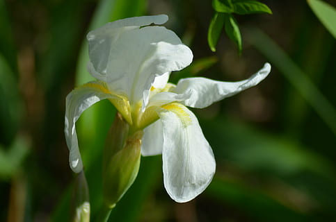 iris, iride bianca, fiore, bianca, giallo e bianco, colore, giardini, verde, petali, fioritura, primavera, flora, natura, selvaggio, pianta fiorita, petalo, pianta, freschezza, fragilità, avvicinamento, bellezza nella natura, vulnerabilità, crescita, infiorescenza, Colore bianco, testa di fiore, concentrarsi sulle conoscenze acquisite, giorno, nessuno, all'aperto, botanica, purezza, iris - pianta, 4K, CC0, dominio pubblico, privo di copyright