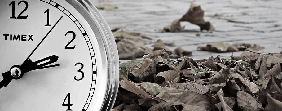 analògic timex rodó de color platejat, veure, marró, fulles, hivern, rellotge, conversió de temps, temps de, temps indicatiu, despertador, uhrumstellung, tardor, temps, canvi d'hivern, centrar-se en primer pla, cap gent, Minuta, nombre, un animal, animal, hora de la mà, rellotge de mà, temes d'animals, a l'aire lliure, mamífer, naturalesa, primer pla, dia, animals domèstics, mascotes, 4K