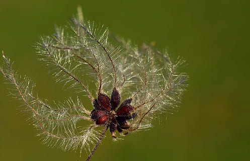 wit, bruin, verschrompeld, bloem, close-up fotografie, natuur, dezelfde, dichtbij, macro, filigraan, vliegende zaden, vermenigvuldiging, inschrijving, fijn, groen, herfst, gevoelig, detailopname, fabriek, geen mensen, insect, ongewerveld, spinachtige, dier, geleedpotige, spin, dieren in het wild, één dier, groene kleur, focus op de voorgrond, dierlijke thema's, dierenleven, groei, dag, buitenshuis, schoonheid in de natuur, 5K, CC0, publiek domein, royaltyvrij