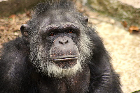 selektiv, fokus, abe, gorilla, ansigt, gammel, grå, ældre, klog, dyr, sort, natur, pattedyr, primat, hvid, vild, hoved, dyreliv, Zoo, jungle, stirre, et dyr, dyr i naturen, portræt, dyr kropsdel, hvirveldyr, ingen mennesker, kigger på kameraet, tæt på, fokus på forgrunden, dyre mund, 4K, CC0, offentligt domæne, royaltyfrie