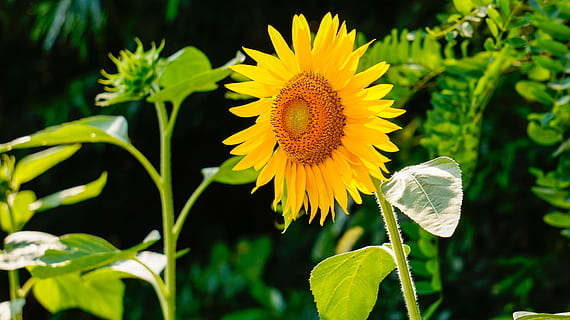 solsikkeblomst, solsikke, natur, blomster, blomst, blomstrende plante, plante, friskhed, skønhed i naturen, gul, vækst, kronblad, blomsterhoved, tæt på, skrøbelighed, plante del, sårbarhed, blad, blomsterstand, fokus på forgrunden, ingen mennesker, pollen, forår, udendørs, blomsterseng, prydhave, 4K, CC0, offentligt domæne, royaltyfrie