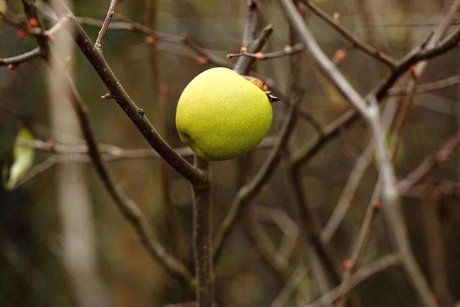 omena, oksat, puu, värit, syksy, keltainen, Urheilu, ulkona, lähikuva, ei ihmisiä, Tennis pallo, keskittyä etualalle, kasvi, hedelmä, päivä, haara, ruoka, kasvu, valikoiva tarkennus, sitruuna, sitruunapuu, terveellinen ruokavalio, luonto, ruoka ja juoma, vihreä väri, sitrushedelmä, 5K