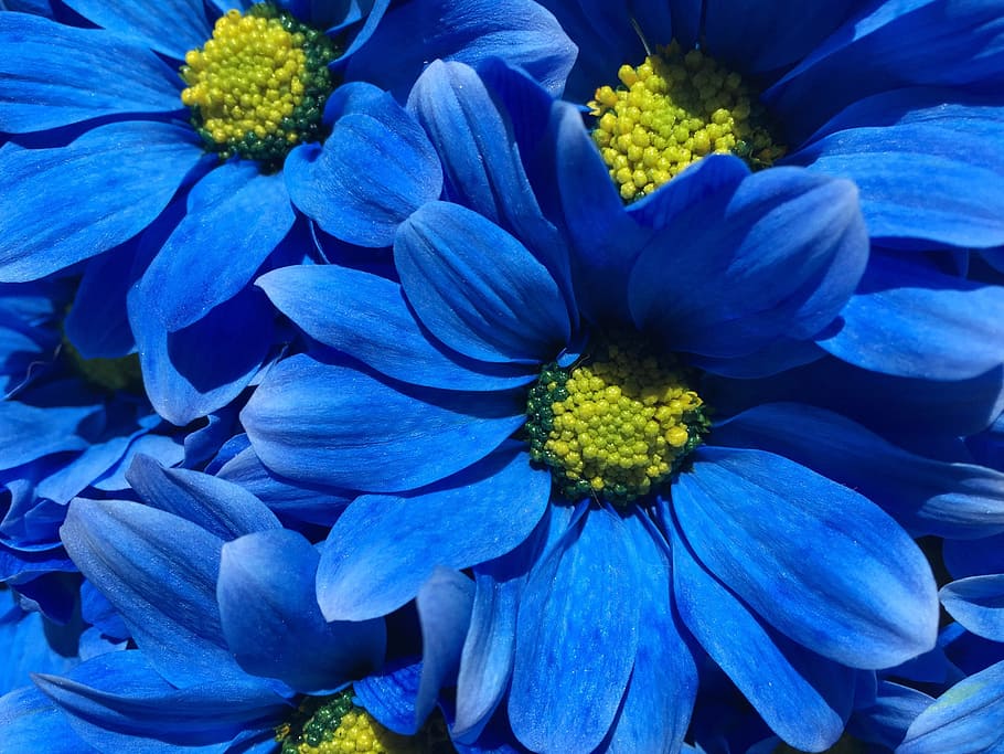 bunga biru, bunga, biru, kelopak, Latar Belakang, alam, menanam, mekar, bunga aster, botani, tanaman berbunga, kerapuhan, kesegaran, keindahan di alam, kerentanan, daun bunga, merapatkan, kepala bunga, hal berkembang, pertumbuhan, tidak ada orang, bingkai penuh, hari, di luar rumah, musim semi, ungu, seikat bunga, buket, 2K