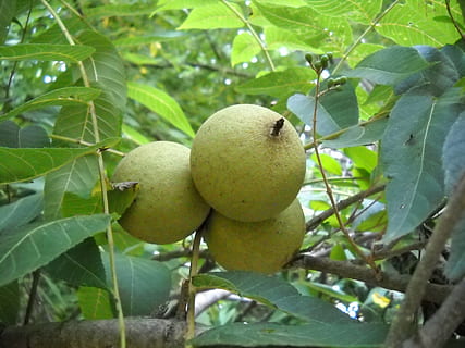 walnut, tree, leaves, fruit, leaf, plant part, healthy eating, food, food and drink, growth, plant, green color, freshness, wellbeing, nature, close-up, no people, day, fruit tree, beauty in nature, outdoors, branch, ripe, 2K, CC0, public domain, royalty free