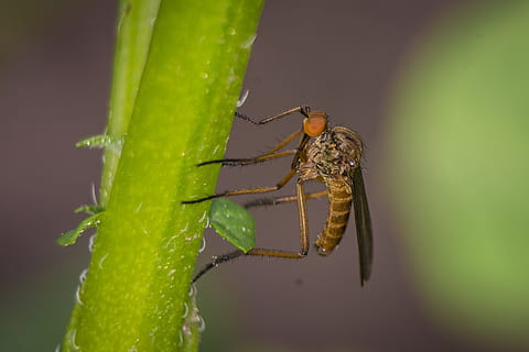 fliegen, Makro, öffentliche Aufnahme, Insekt, Natur, schließen, Tier, Facettenaugen, Grün, Insektenmakro, Fluginsekt, wirbellos, Tierthemen, Tierwelt, ein Tier, Tiere in freier Wildbahn, grüne Farbe, Nahansicht, Pflanze, keine Leute, Pflanzenteil, Blatt, Tierkörperteil, Gliederfüßer, Zoologie, Fokus auf den Vordergrund, draußen, Tag, 2K, CC0, gemeinfrei, lizenzfrei