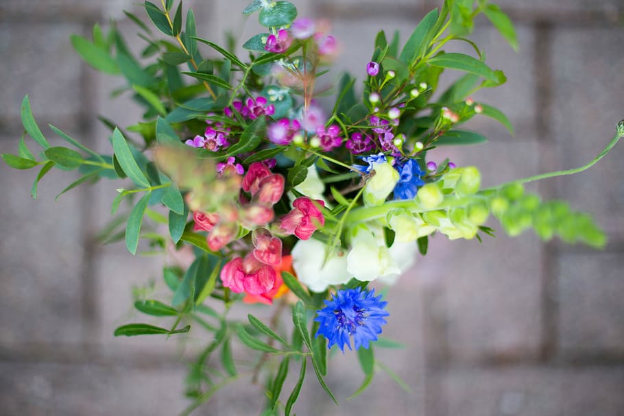 porpra, groc, flors de pètals, tret macro, poc profund, focalitzar la fotografia, flors, Snapdragon, munt, arranjament, tija, pètal, colorit, color, junts, flor, posey, planta, botànica, full, organitzar, planta amb flors, frescor, bellesa a la natura, vulnerabilitat, fragilitat, primer pla, naturalesa, part de la planta, cap gent, dia, centrar-se en primer pla, creixement, cap de flor, a l'aire lliure, enfocament selectiu, arranjament floral, bouquet, Ram de flors, 5K