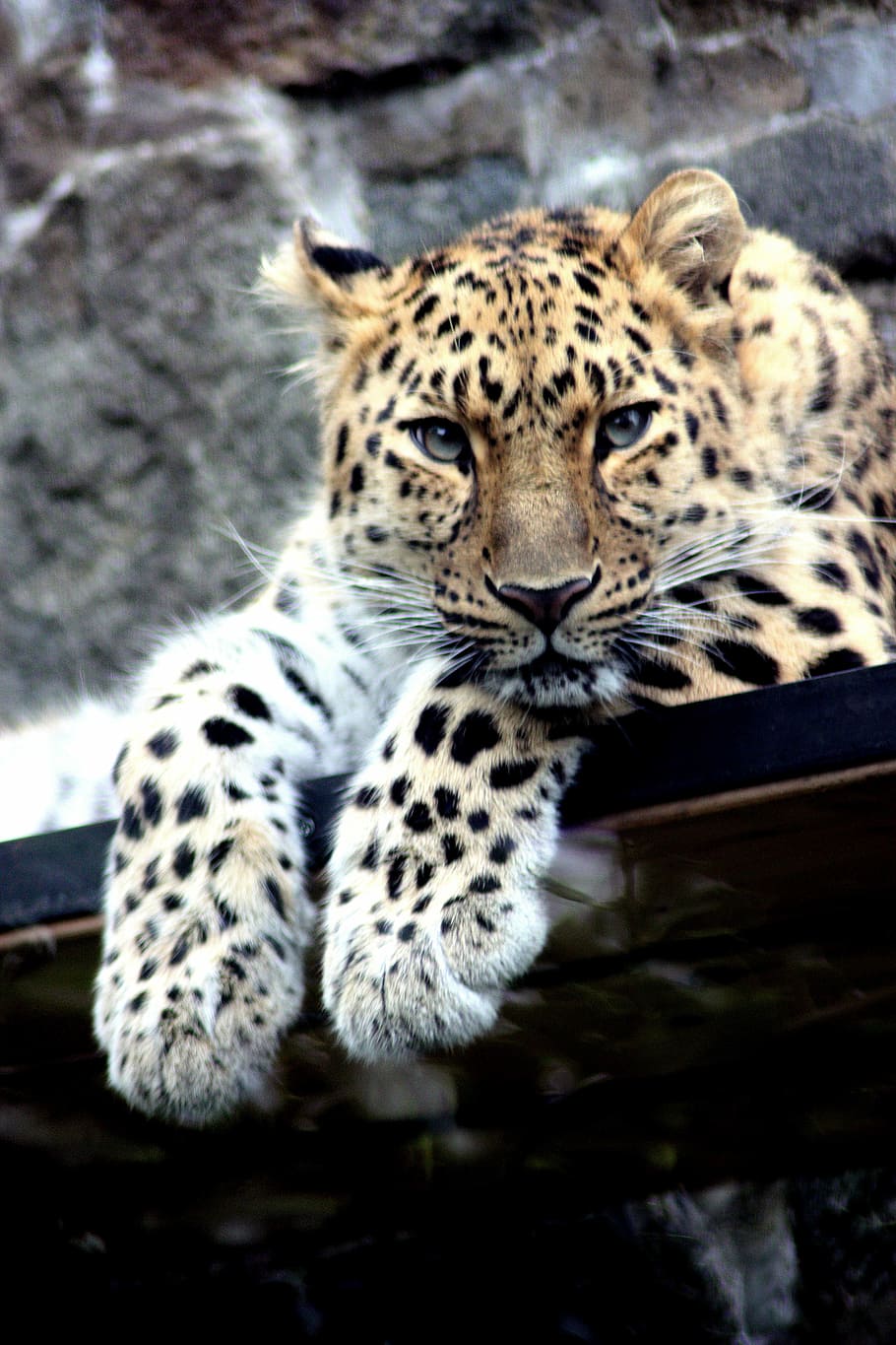 posada, negre, estructura metàl·lica, hora del dia, lleopard, black metal, marc, dia, temps, vida salvatge, caçador, depredador, gat, salvatge, gran, taques, pell, cap, cara, jaguar, amur, felí, Àfrica, jungla, tacat, un animal, animals a la natura, fauna animal, temes d'animals, a l'aire lliure, animal, gat gran, mamífer, marques d’animals, vertebrats, cap gent, mirant la càmera, naturalesa, retrat, relaxació, carnivora, bigotis, cap d’animals, 4K