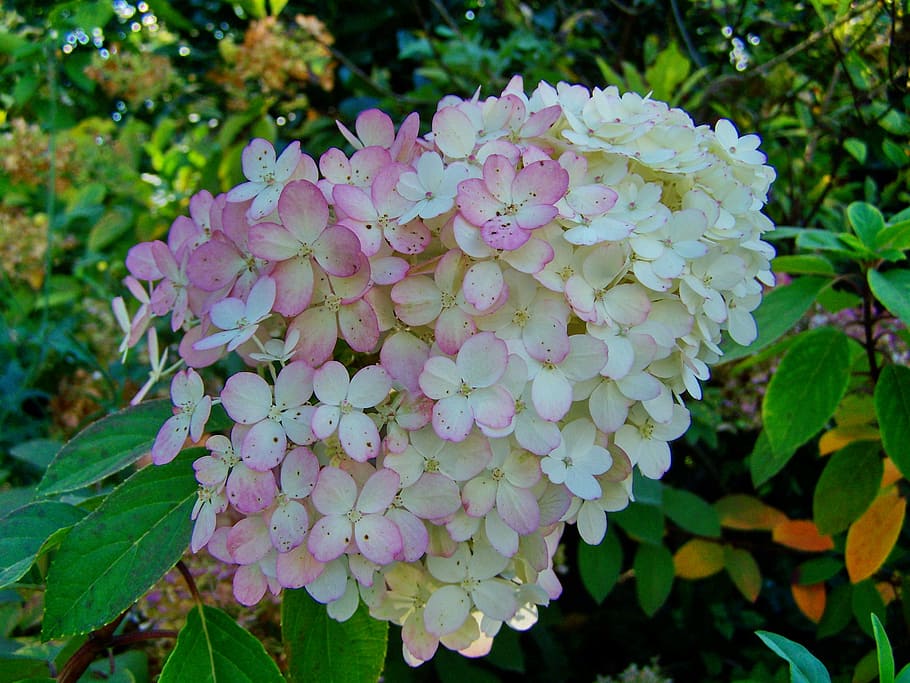 ortensia, rosa pàl·lid, planta, bellesa a la natura, planta amb flors, flor, part de la planta, creixement, full, fragilitat, pètal, vulnerabilitat, frescor, primer pla, inflorescència, naturalesa, cap de flor, dia, centrar-se en primer pla, color verd, parc, cap gent, a l'aire lliure, primavera, Ram de flors, lila, porpra, 2K