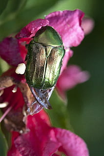 Käfer, Insekt, Makro, metallisch, Grün, Natur, Blume, schließen, Flügel, Bestäubung, blühende Pflanze, Pflanze, Schönheit in der Natur, Nahansicht, Frische, Zerbrechlichkeit, Wachstum, Blütenblatt, Verletzlichkeit, Fokus auf den Vordergrund, Blütenstand, Blütenkopf, keine Leute, pinke Farbe, Tag, Botanik, Pflanzenstamm, draußen, lila, Weichheit, Kelchblatt, 4K, CC0, gemeinfrei, lizenzfrei