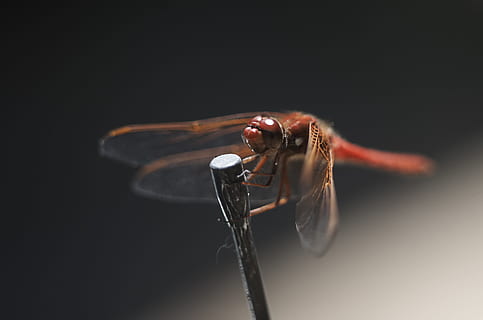 libellule, macro, insecte, la nature, animal, faune, punaise, Naturel, la vie, coloré, dragon, aile, sauvage, demoiselle, un animal, prise de vue en studio, thèmes animaux, fond noir, fermer, personne, invertébré, la faune des animaux, animaux à l'état sauvage, partie du corps de l'animal, à l'intérieur, aile des animaux, espace de copie, super gros-plan, voler, se concentrer sur le premier plan, œil, oeil d'animal, 5K, CC0, domaine public, libre de droits